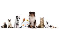 Animal House Di Bonserio Marco (Giovinazzo) logo