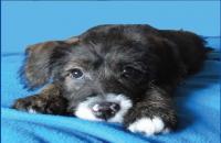 Figaro Dog Toelettatura E Spa (Savona) logo