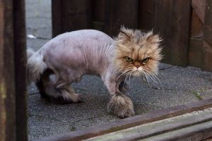 Tosatura gatto: sì o no?